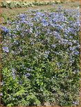 Polemonium reptans 'Blue Pearl'