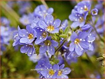 Polemonium reptans 'Blue Pearl'