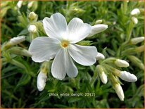 Phlox 'White Delight'