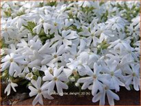 Phlox 'White Delight'