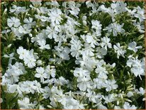 Phlox 'White Delight'