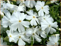 Phlox 'White Delight'