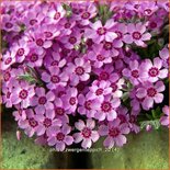 Phlox 'Zwergenteppich'