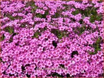 Phlox 'Zwergenteppich'