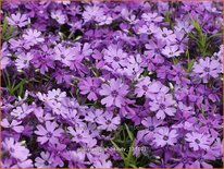 Phlox &#39;Purple Beauty&#39;