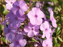 Phlox &#39;Rosalinde&#39;