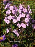 Phlox &#39;Rosalinde&#39;