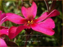 Phlox &#39;Scarlet Flame&#39;