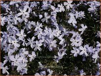 Phlox &#39;G.F. Wilson&#39;