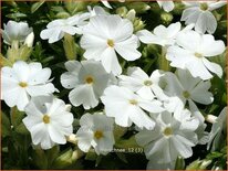 Phlox &#39;Maischnee&#39;