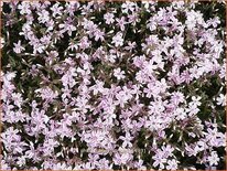 Phlox &#39;Candy Stripes&#39;