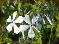 Phlox divaricata &#39;Dirigo Ice&#39;