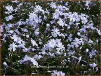 Phlox &#39;Emerald Cushion Blue&#39;