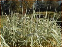 Phalaris arundinacea 'Feesey'