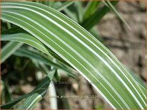 Phalaris arundinacea 'Picta'