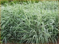 Phalaris arundinacea 'Picta'