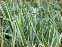 Phalaris arundinacea 'Picta'