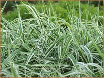 Phalaris arundinacea 'Picta'