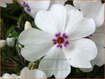 Phlox 'Amazing Grace'