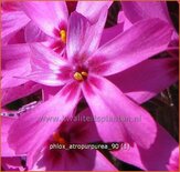 Phlox 'Atropurpurea'