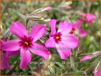 Phlox 'Atropurpurea'