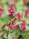 Persicaria amplexicaulis &#39;Inverleith&#39;