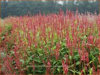 Persicaria amplexicaulis &#39;Orangofield&#39;