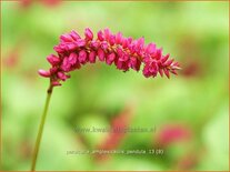 Persicaria amplexicaulis pendula