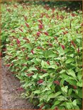 Persicaria amplexicaulis pendula