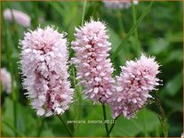 Persicaria bistorta