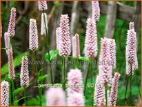 Persicaria bistorta