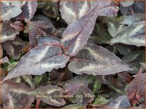 Persicaria microcephala &#39;Night Dragon&#39;