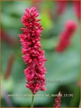 Persicaria amplexicaulis &#39;Fat Domino&#39;