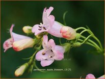 Penstemon 'Apple Blossom'