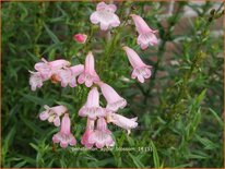 Penstemon 'Apple Blossom'