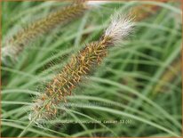 Pennisetum alopecuroides &#39;Cassian&#39;