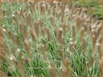 Pennisetum alopecuroides &#39;Cassian&#39;