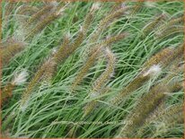 Pennisetum alopecuroides &#39;Cassian&#39;