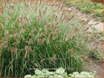 Pennisetum alopecuroides &#39;Cassian&#39;