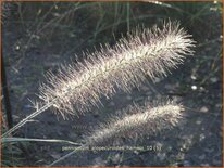 Pennisetum alopecuroides &#39;Hameln&#39;