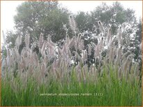 Pennisetum alopecuroides &#39;Hameln&#39;