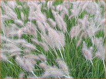 Pennisetum alopecuroides &#39;Hameln&#39;