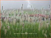 Pennisetum alopecuroides &#39;Hameln&#39;