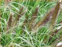 Pennisetum alopecuroides 'Viridescens'