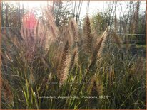 Pennisetum alopecuroides 'Viridescens'