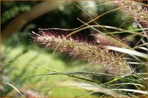 Pennisetum alopecuroides 'Viridescens'