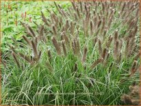 Pennisetum alopecuroides 'Viridescens'