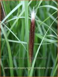 Pennisetum alopecuroides 'Viridescens'