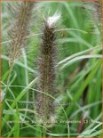 Pennisetum alopecuroides 'Viridescens'