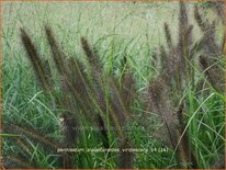 Pennisetum alopecuroides 'Viridescens'